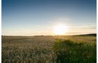 Property photo 1 - LAND AUCTION - 77+/- ACRES IN 2 TRACTS IN EAST ALLEN COUNTY, INDIANA